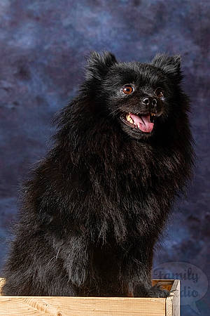 Léty a rejoint le concours — aidez-le/la à gagner de superbes lots ! canidae, carnivore, companion_dog, dog, dog_breed, german_spitz, german_spitz_klein, german_spitz_mittel, keeshond, mammal, non_sporting_group, pomeranian, schipperke, spitz, swedish_lapphund, vertebrate