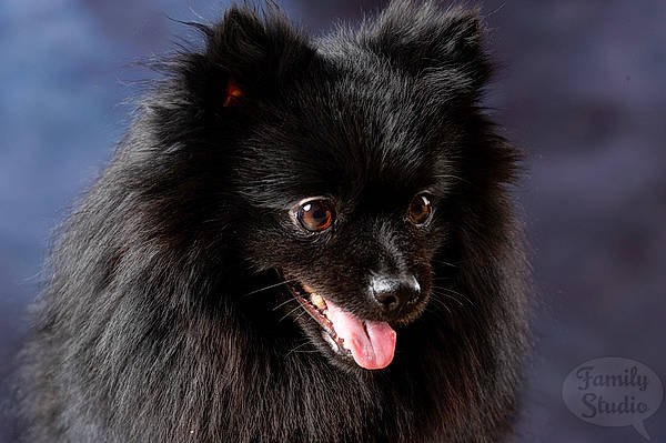 Léty a rejoint le concours — aidez-le/la à gagner de superbes lots ! canidae, carnivore, companion_dog, dog, dog_breed, fur, german_spitz, german_spitz_klein, german_spitz_mittel, keeshond, mammal, non_sporting_group, pomeranian, schipperke, snout, spitz, vertebrate
