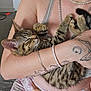 Tigger is registered to the contest to win money with this photo: kitten, cat, sleeping, person, tattoo, arm, bracelet, ring, jewelry, striped, feline, domestic_cat, indoor, holding, close_up, resting, cute, pet, young_cat, relaxed