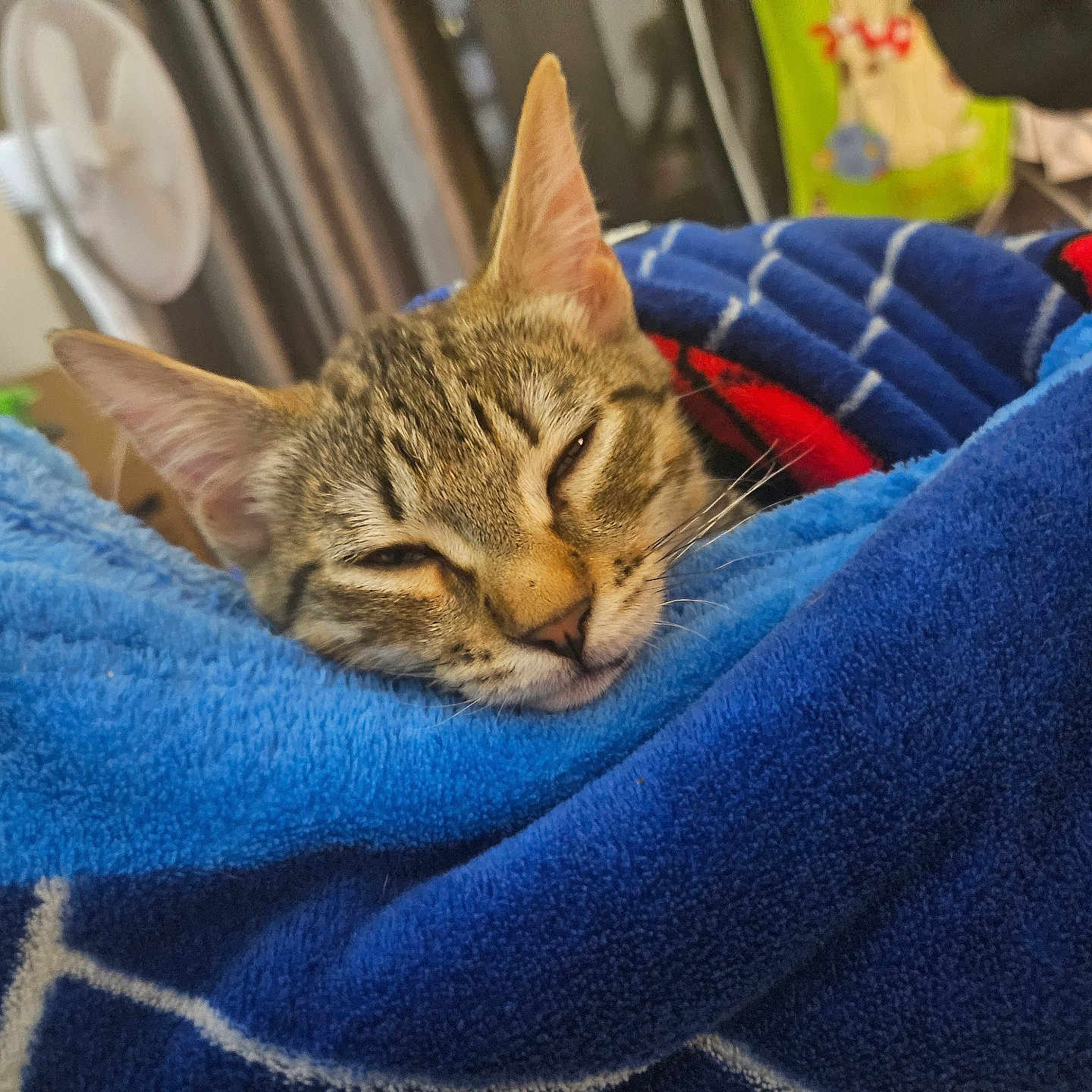 Tigger joined the competition — help win amazing prizes! animal, blanket, blue, cat, closeup, comfort, cozy, domestic, ears, fur, home, indoor, nap, pet, relaxed, resting, sleeping, soft, tabby, whiskers