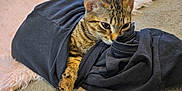 Tigger joined the competition — help win amazing prizes! cat, tabby_cat, shirt, wrapped, pink_rug, carpet, indoor, pet, feline, curious, resting, cozy, paw, fur, ears, whiskers, animal, cute, domestic, closeup