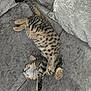 Tigger is registered to the contest to win money with this photo: cat, tabby, sleeping, couch, gray, plush, relaxed, indoor, pet, feline, fur, whiskers, tail, paw, domestic_animal, resting, cozy, soft, nap, comfortable