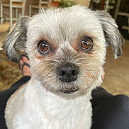 Rebel is registered to the contest to win money with this photo: animal, background_blur, brown_eyes, close_up, companion, cute, dog, domestic, face, fluffy, footwear, fur, house, indoor, legs, looking_at_camera, pet, portrait, small_dog, snout