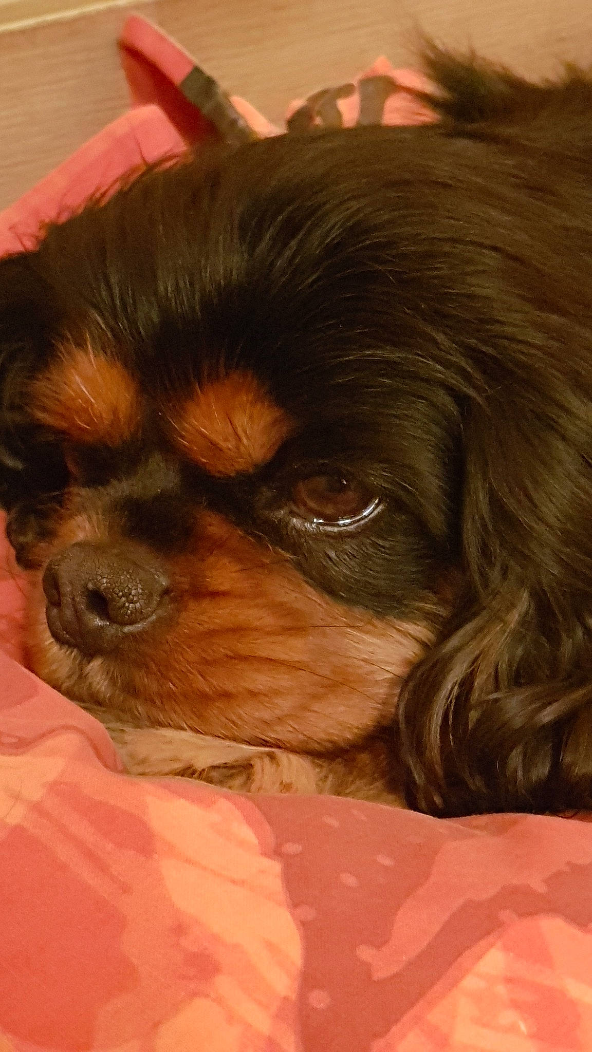 Havana a rejoint le concours — aidez-le/la à gagner de superbes lots ! canidae, carnivore, cavalier_king_charles_spaniel, chinese_imperial_dog, companion_dog, dog, dog_breed, fawn, king_charles_spaniel, liver, mammal, puppy, puppy_love, rare_breed_dog, snout, spaniel, sporting_group, tibetan_spaniel, toy_dog, vertebrate