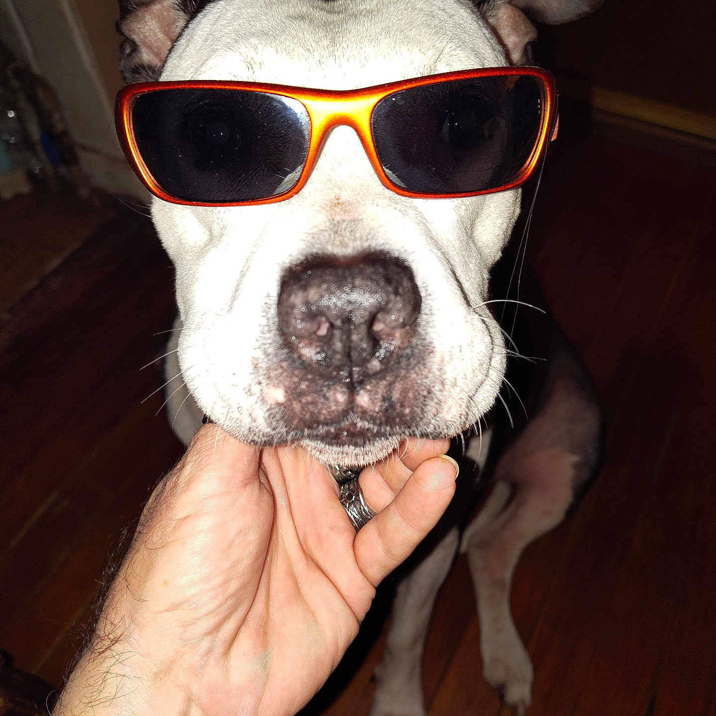 Baby Girl joined the competition — help win amazing prizes! accessory, animal, canine, close_up, cool, dog, floor, funny, hand, indoor, light, orange, paw, person_hand, pet, portrait, shadow, sunglasses, watch, wooden_floor