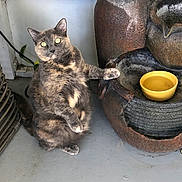 Luna is registered to the contest to win money with this photo: animal, cat, curious, cute, ears, expression, feline, floor, fur, gray_floor, home, indoor, paw, pet, raised_paw, sitting, tortoiseshell, water_fountain, whiskers, yellow_bowl