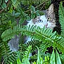 cat, heterochromia, greenery, ferns, outdoor, nature, animal, wildlife, camouflage, pet, whiskers, curious, mammal, eyes, plant, foliage, closeup, hidden, cute, portrait