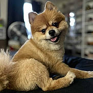 Gucci is registered to the contest to win money with this photo: dog, pomeranian, smiling, tongue_out, fluffy, pet, indoor, blurred_background, fan, shelf, happy, cute, animal, fur, portrait, laying_down, brown, small_dog, domestic_animal, companion
