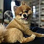dog, pomeranian, smiling, tongue_out, fluffy, pet, indoor, blurred_background, fan, shelf, happy, cute, animal, fur, portrait, laying_down, brown, small_dog, domestic_animal, companion