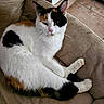 cat, calico_cat, pet, animal, feline, indoor, sofa, cushion, relaxed, sleepy, fur, whiskers, ears, pink_nose, paws, tail, home, floor, corner, cozy