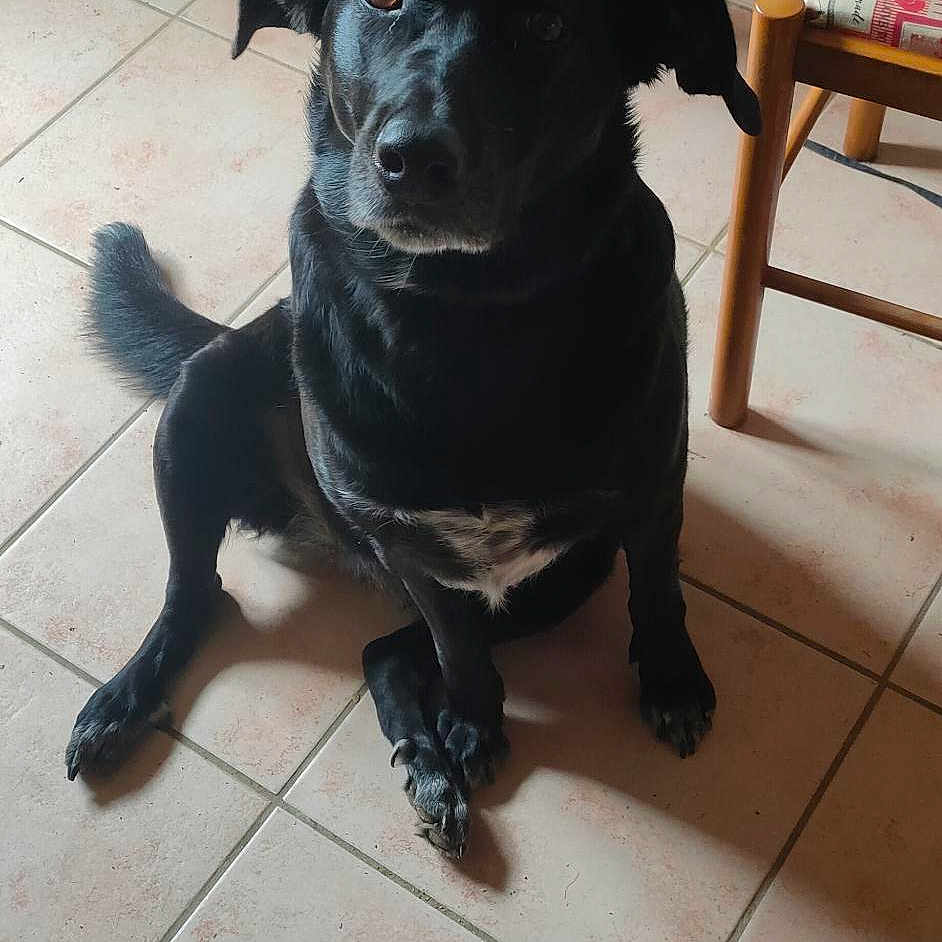 Kali