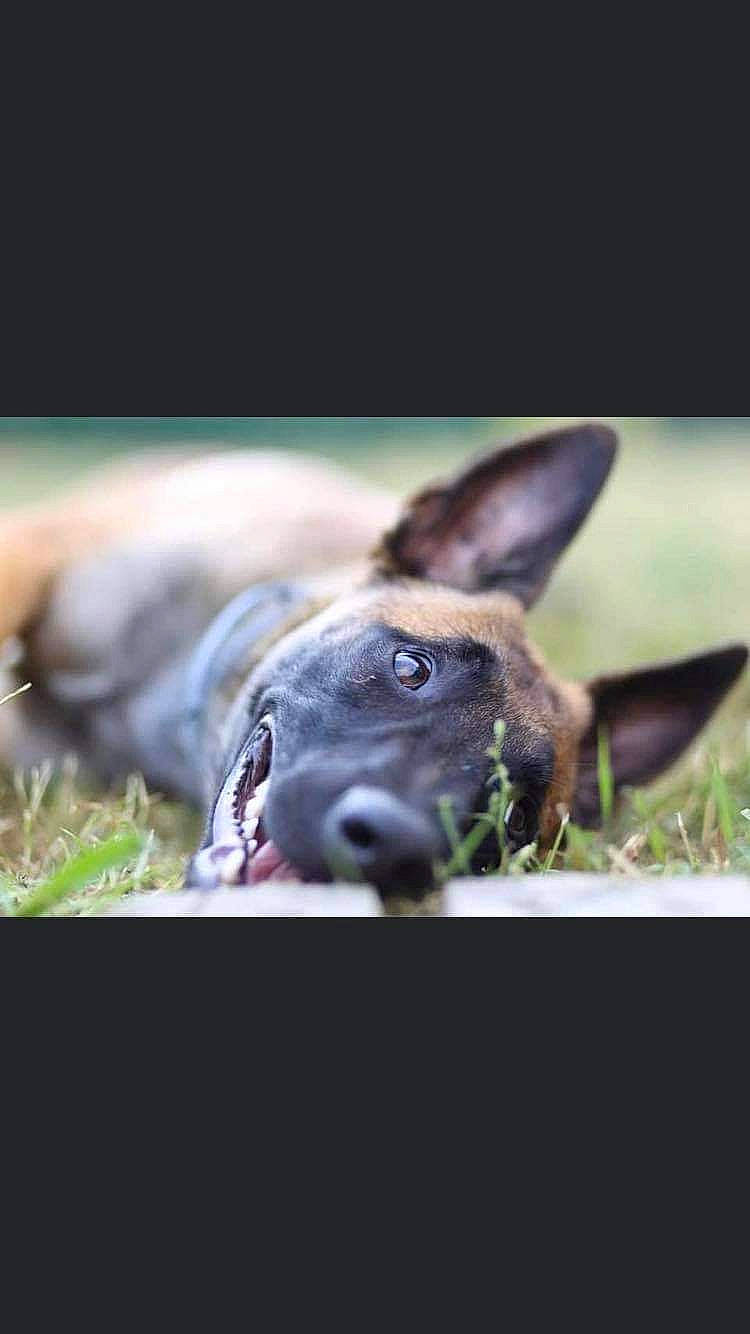 Arko participe au concours pour gagner de l'argent avec cette photo : canidae, carnivore, companion_dog, dog, dog_breed, ear, fawn, fur, grass, photo_caption, plant, sitting, snout, sporting_group, terrestrial_animal, whiskers, wildlife, working_animal