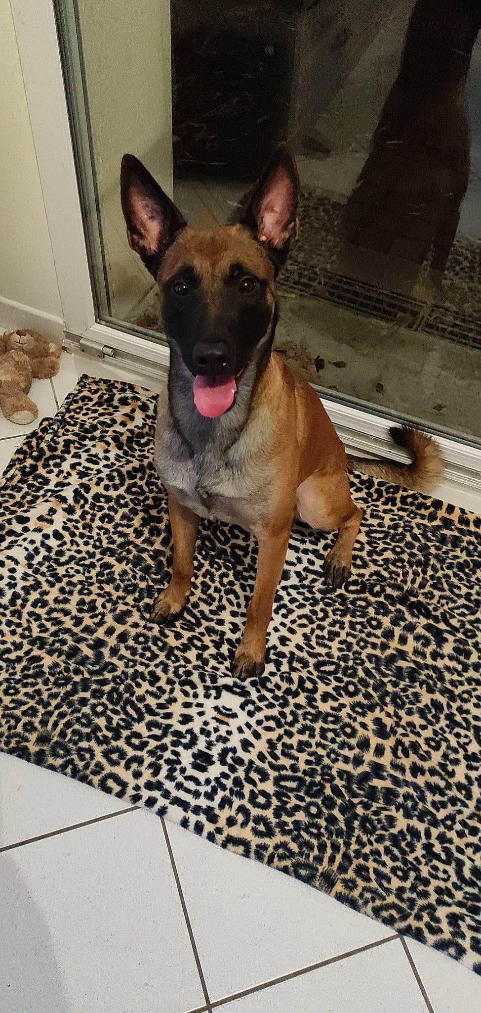 Arko participe au concours pour gagner de l'argent avec cette photo : canidae, carnivore, collar, companion_dog, dog, dog_breed, dog_supply, fawn, floor, flooring, fur, guard_dog, non_sporting_group, paw, snout, toy_dog, whiskers, working_animal, working_dog