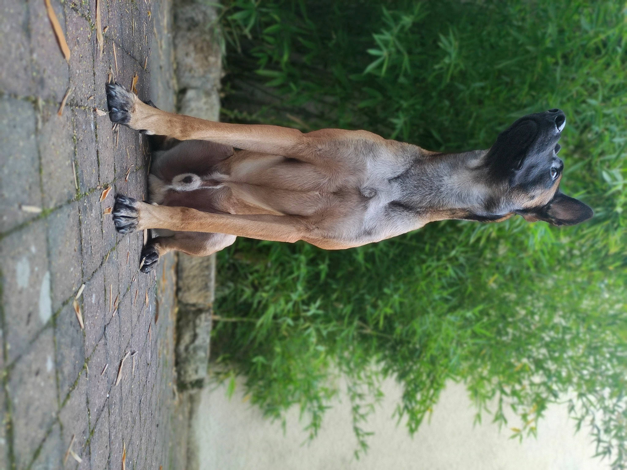 Arko a rejoint le concours — aidez-le/la à gagner de superbes lots ! art, canidae, carnivore, dog, dog_breed, fawn, grass, liver, plant, sculpture, snout, sporting_group, statue, tail, terrestrial_animal, tree, trunk, water, wildlife, wood