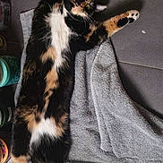 Birdie is registered to the contest to win money with this photo: cat, calico, lying_down, stretching, towel, floor, tile, relaxed, pet, fur_pattern, indoor, whiskers, paws, ears, animal, cute, playful, domestic, feline, resting