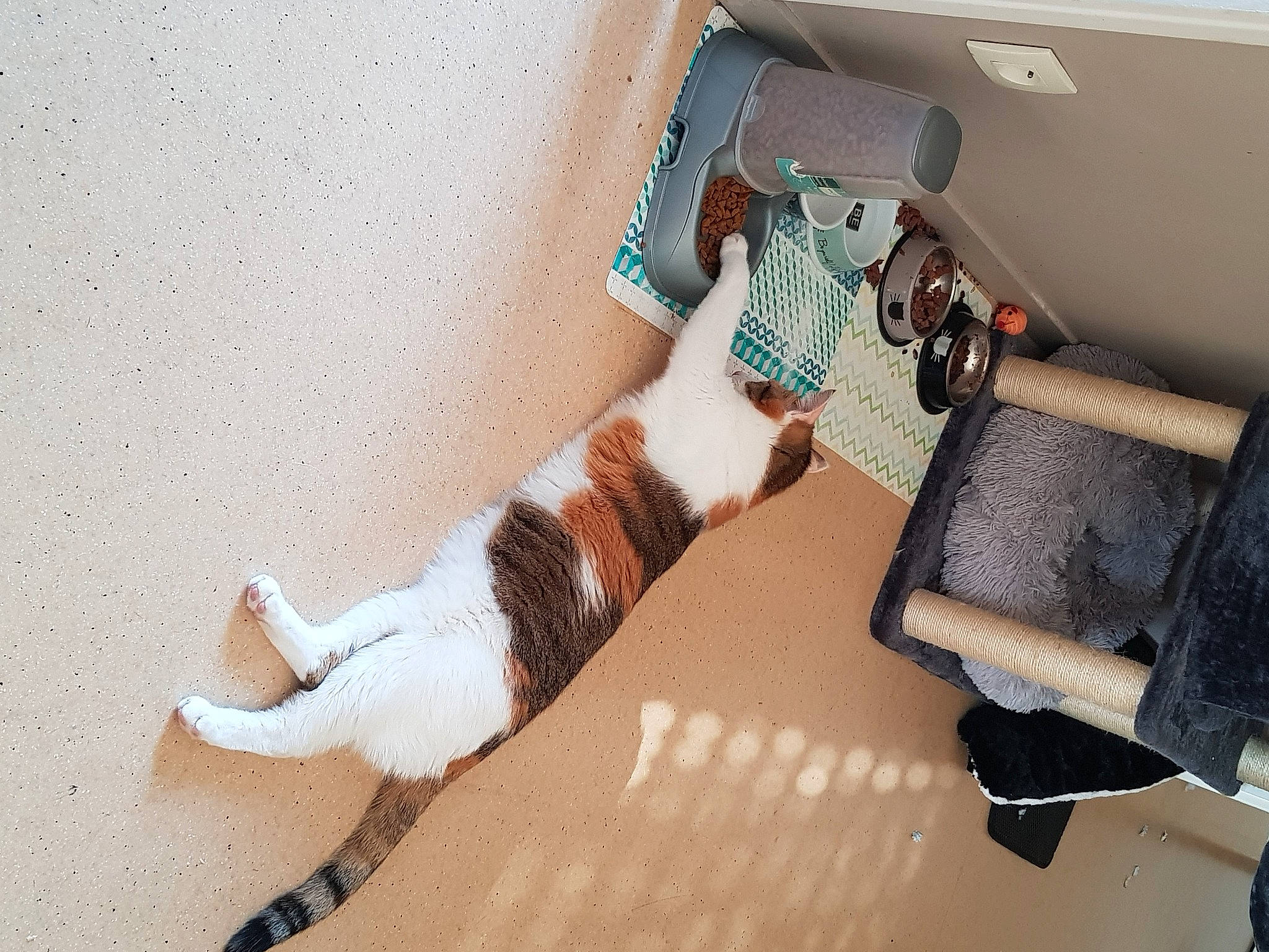 Tequila participe au concours pour gagner de l'argent avec cette photo : aegean_cat, canidae, carnivore, cat, domestic_short_haired_cat, fawn, felidae, floor, leg, small_to_medium_sized_cats, tail, whiskers