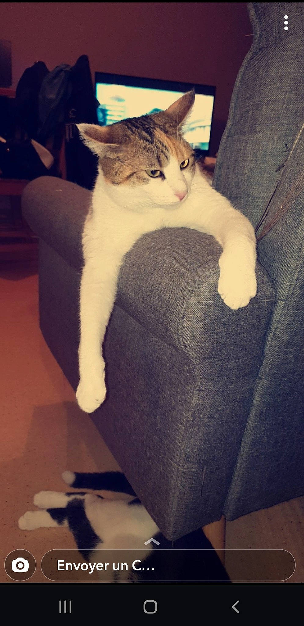 Tequila participe au concours pour gagner de l'argent avec cette photo : aegean_cat, american_wirehair, asian, carnivore, cat, domestic_short_haired_cat, european_shorthair, fawn, felidae, kitten, leg, ojos_azules, paw, polydactyl_cat, small_to_medium_sized_cats, tail, whiskers