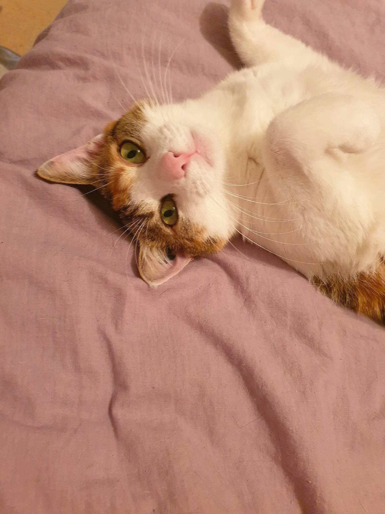 Tequila a rejoint le concours — aidez-le/la à gagner de superbes lots ! carnivore, cat, ear, eye, fawn, felidae, fur, nap, sleep, small_to_medium_sized_cats, turkish_van, whiskers