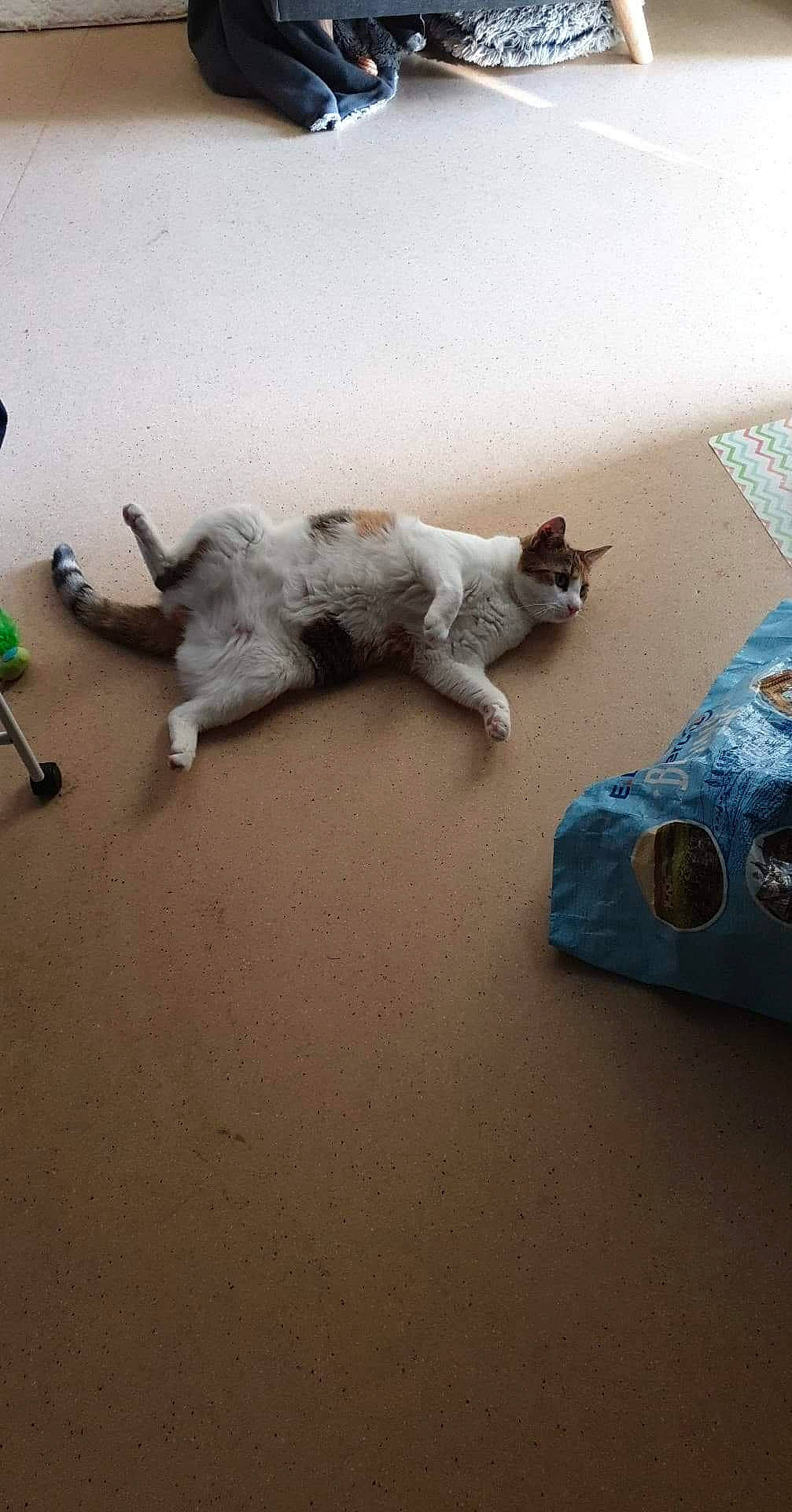 Tequila a rejoint le concours — aidez-le/la à gagner de superbes lots ! canidae, carnivore, cat, felidae, floor, flooring, kitten, paw, small_to_medium_sized_cats, tail, whiskers