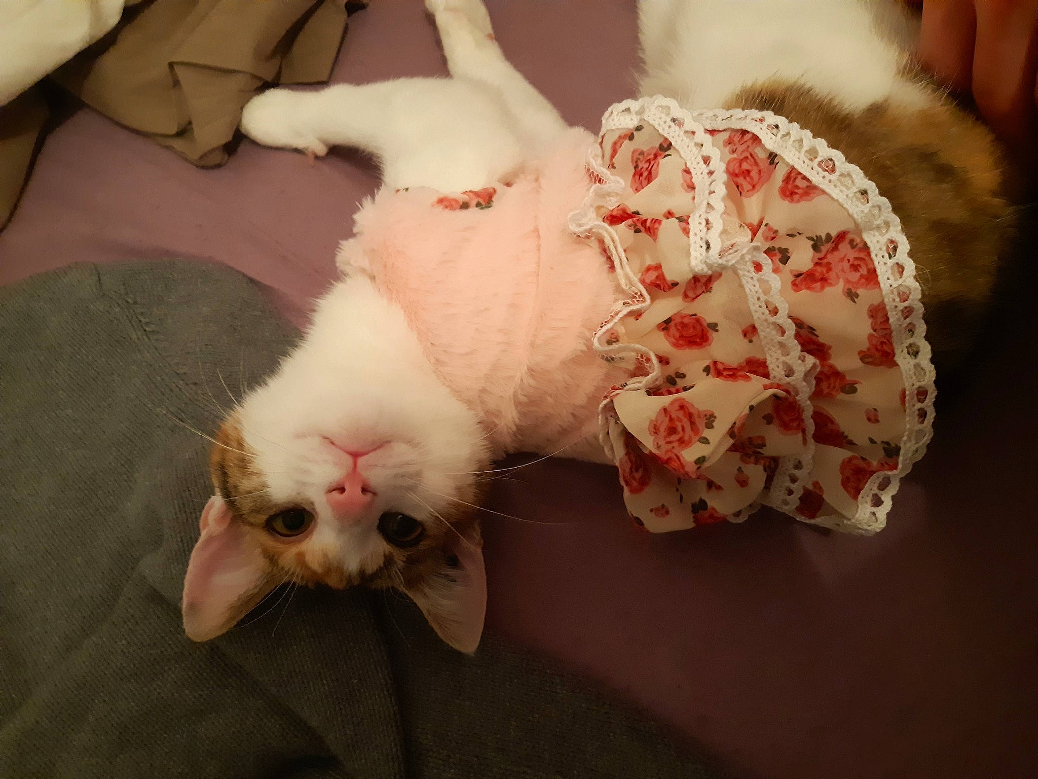 Tequila participe au concours pour gagner de l'argent avec cette photo : carnivore, cat, claw, cornish_rex, ear, felidae, fur, khao_manee, paw, small_to_medium_sized_cats, tail, turkish_van, whiskers