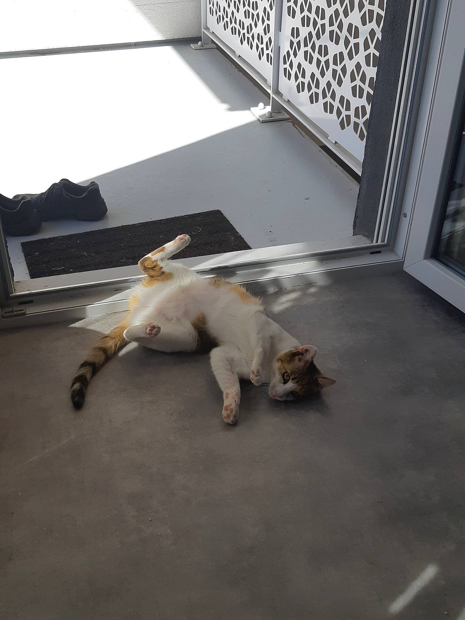 Tequila participe au concours pour gagner de l'argent avec cette photo : canidae, carnivore, cat, companion_dog, dog, dog_breed, fawn, felidae, floor, flooring, paw, puppy, small_to_medium_sized_cats, sporting_group, tail