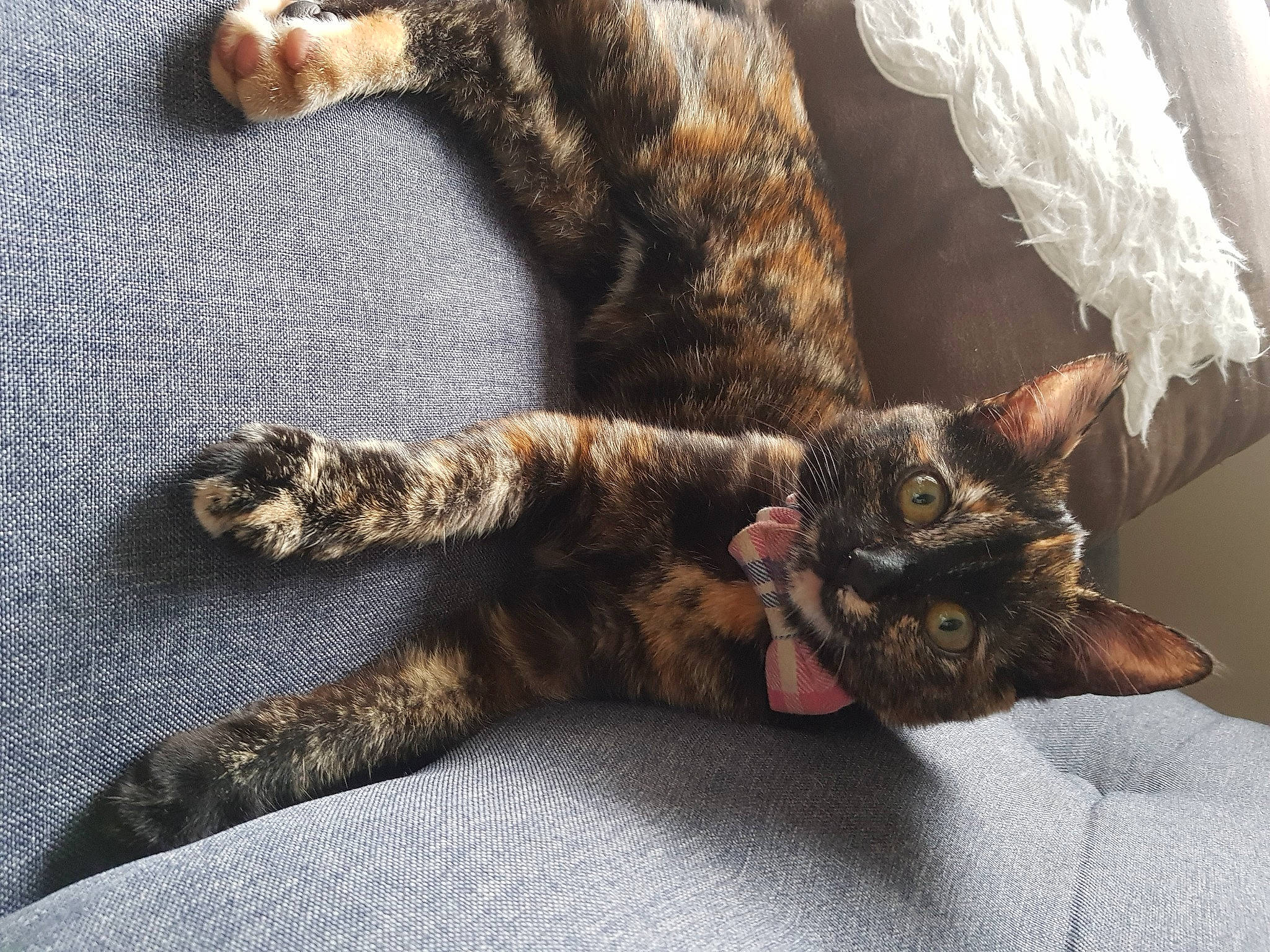 Cookie participe au concours pour gagner de l'argent avec cette photo : brown, carnivore, cat, claw, comfort, domestic_short_haired_cat, fawn, felidae, fur, nap, paw, small_to_medium_sized_cats, tail, whiskers