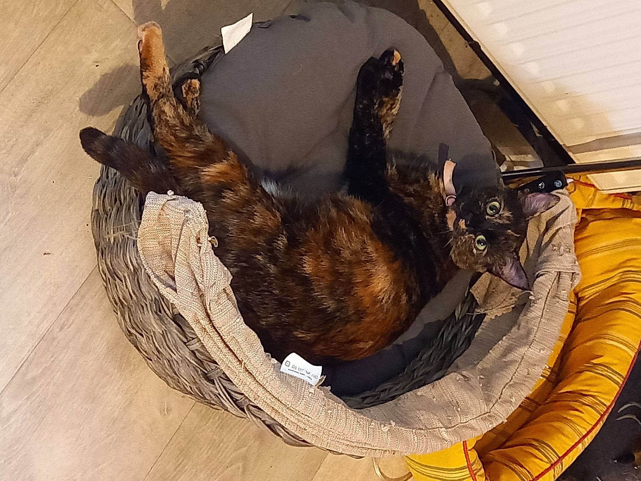 Cookie participe au concours pour gagner de l'argent avec cette photo : beak, claw, felidae, fur, hardwood, rope, tail, terrestrial_animal, trunk, wing, wood