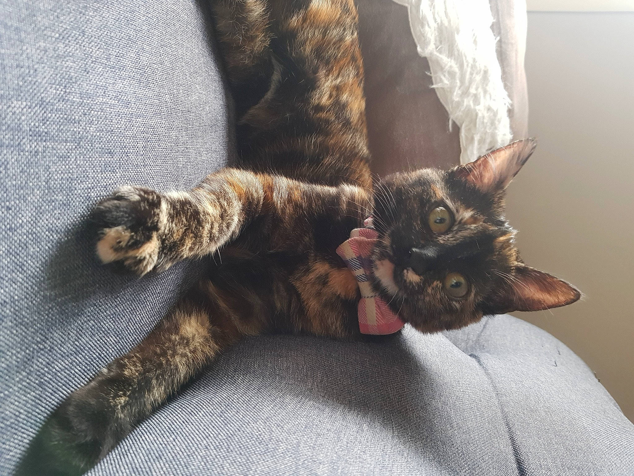 Cookie participe au concours pour gagner de l'argent avec cette photo : brown, carnivore, cat, cat_supply, claw, comfort, domestic_short_haired_cat, felidae, fur, grey, liver, mammal, paw, small_to_medium_sized_cats, tail, terrestrial_animal, textile, vertebrate, whiskers