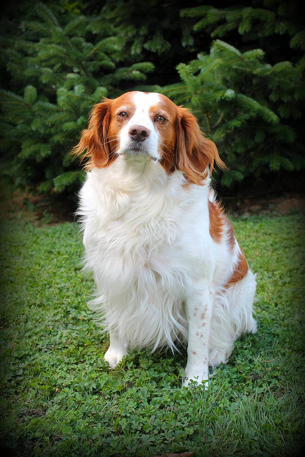 Fino a rejoint le concours — aidez-le/la à gagner de superbes lots ! brittany, canidae, carnivore, companion_dog, dog, dog_breed, drentse_patrijshond, french_spaniel, irish_red_and_white_setter, irish_setter, king_charles_spaniel, kooikerhondje, mammal, pointing_breed, rare_breed_dog, setter, spaniel, sporting_group, vertebrate, welsh_springer_spaniel