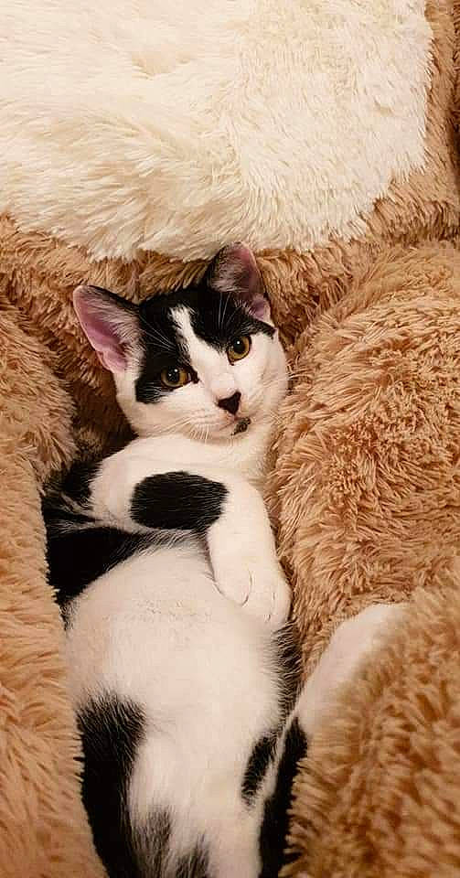 Domino participe au concours pour gagner de l'argent avec cette photo : carnivore, cat, domestic_short_haired_cat, felidae, fur, kitten, nose, skin, small_to_medium_sized_cats, snout, whiskers