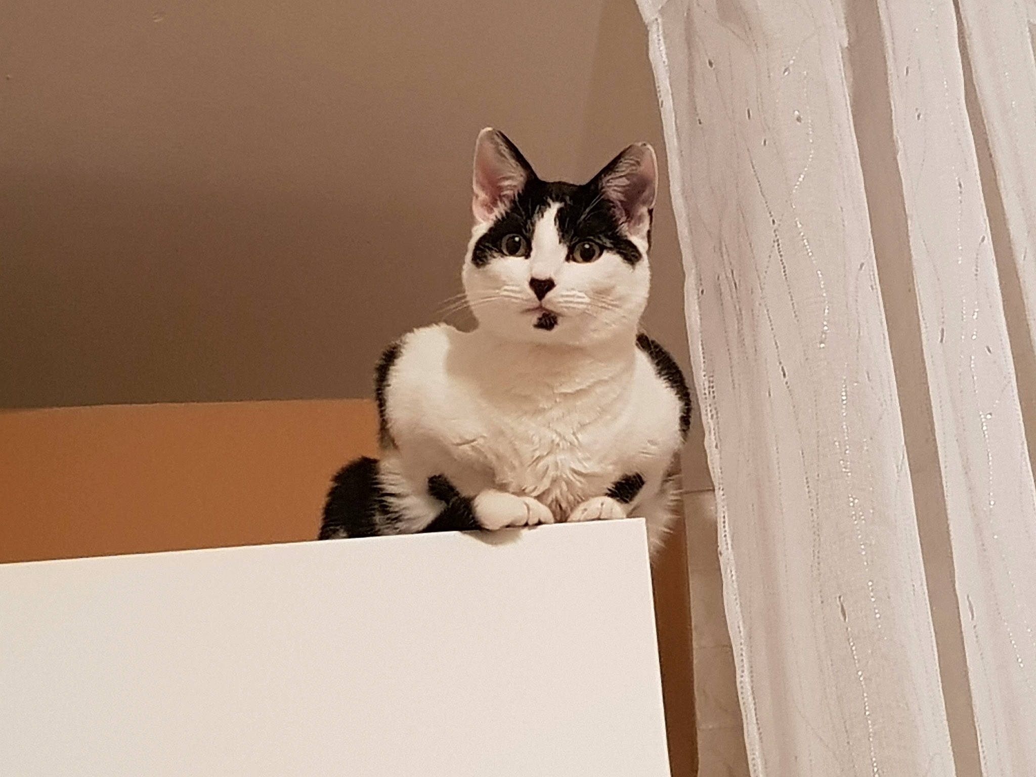 Domino participe au concours pour gagner de l'argent avec cette photo : aegean_cat, black_and_white, carnivore, cat, domestic_short_haired_cat, fawn, felidae, kitten, small_to_medium_sized_cats, tail, whiskers, window, wood