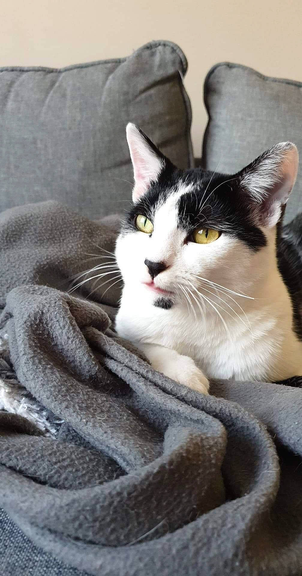 Domino a rejoint le concours — aidez-le/la à gagner de superbes lots ! aegean_cat, american_wirehair, asian, carnivore, cat, domestic_short_haired_cat, european_shorthair, felidae, kitten, mammal, paw, small_to_medium_sized_cats, tabby_cat, whiskers