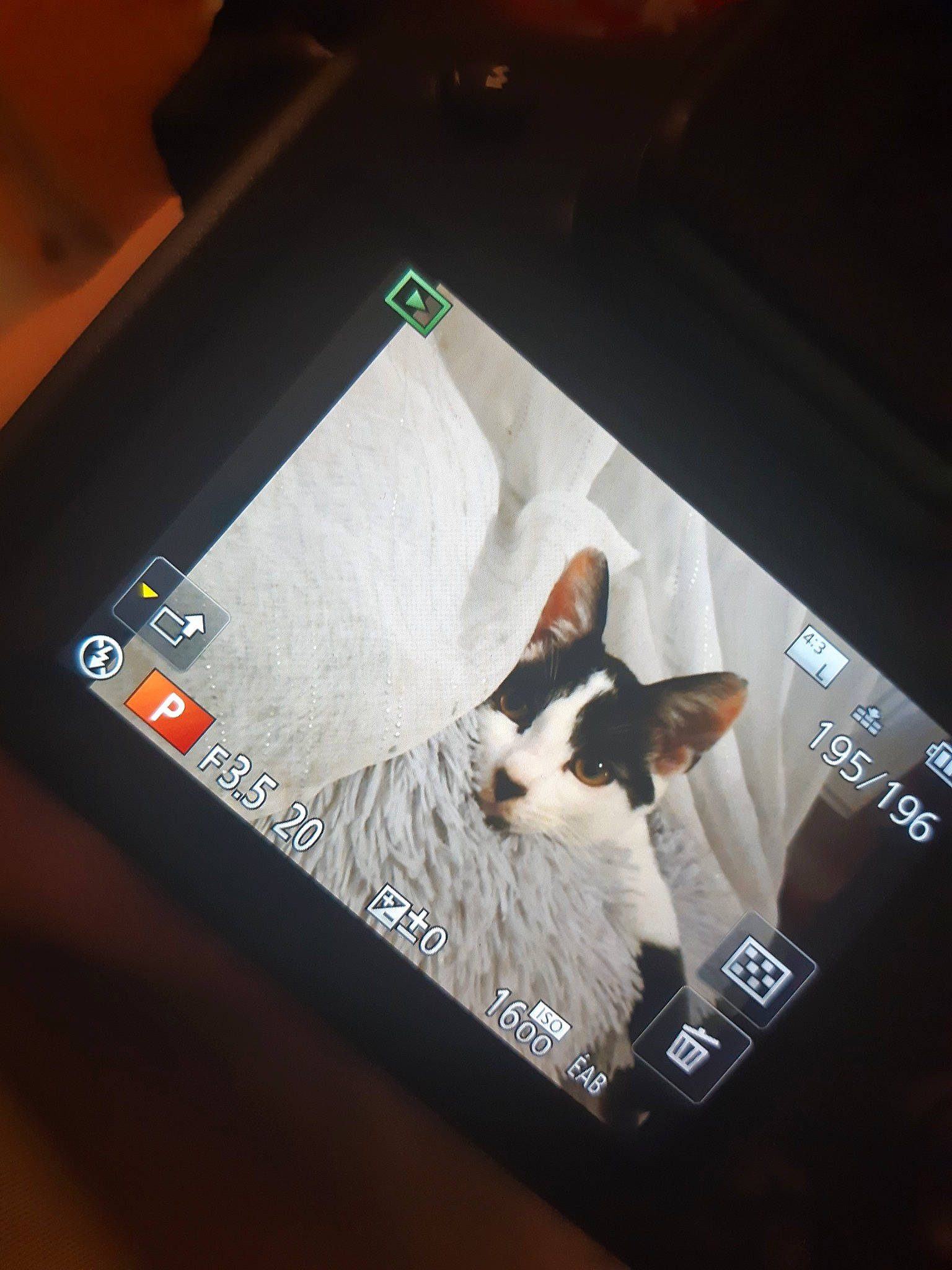 Domino a rejoint le concours — aidez-le/la à gagner de superbes lots ! canidae, carnivore, cat, companion_dog, ear, fawn, felidae, small_to_medium_sized_cats, square, whiskers