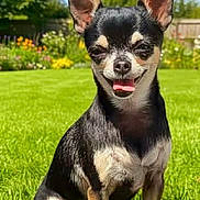 Plume participe au concours pour gagner de l'argent avec cette photo : animal, blue_sky, canine, chihuahua, cute, dog, flowers, garden, grass, greenery, happy, nature, outdoor, pet, portrait, small_dog, smiling, summer, sunny, tongue_out