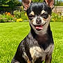 animal, blue_sky, canine, chihuahua, cute, dog, flowers, garden, grass, greenery, happy, nature, outdoor, pet, portrait, small_dog, smiling, summer, sunny, tongue_out