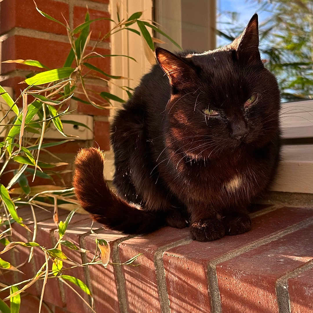 Raya a rejoint le concours — aidez-le/la à gagner de superbes lots ! animal, architecture, blackcat, brick, building, cat, jar, kitten, leaf, manx, pet, plant, planter, pottedplant, pottery, vase, wall, window, windowsill, wood