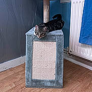 Ulysse a rejoint le concours — aidez-le/la à gagner de superbes lots ! animal, box, canine, cat, chair, crowd, device, dog, dogbed, furniture, hardwood, homedecor, indoors, interiordesign, kitten, mailbox, manx, person, pet, wood