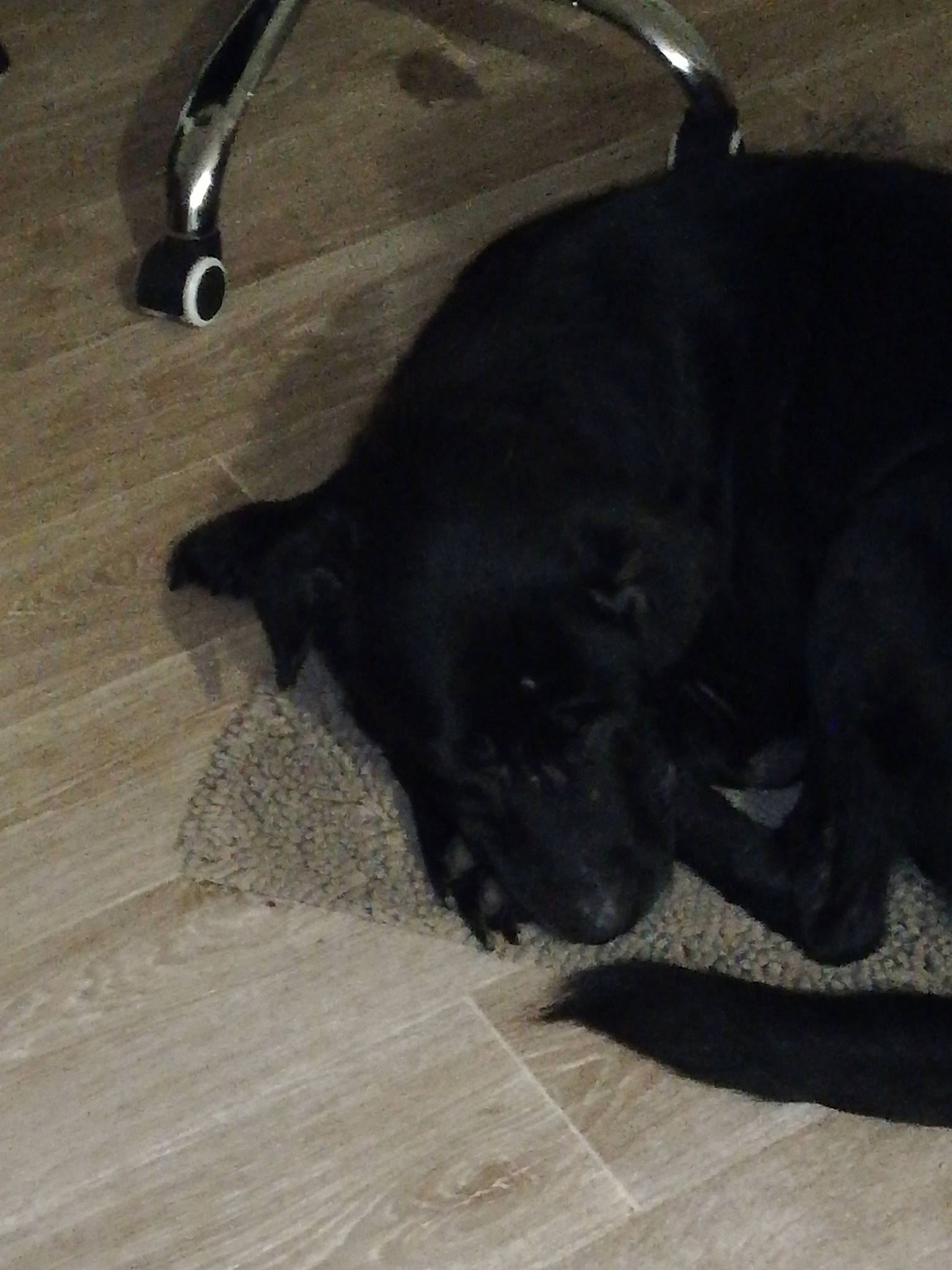 Fifille a rejoint le concours — aidez-le/la à gagner de superbes lots ! black, canidae, carnivore, comfort, dog, dog_breed, floor, flooring, fur, hardwood, laminate_flooring, mammal, plywood, snout, sporting_group, tail, terrestrial_animal, wood, wood_flooring, wood_stain