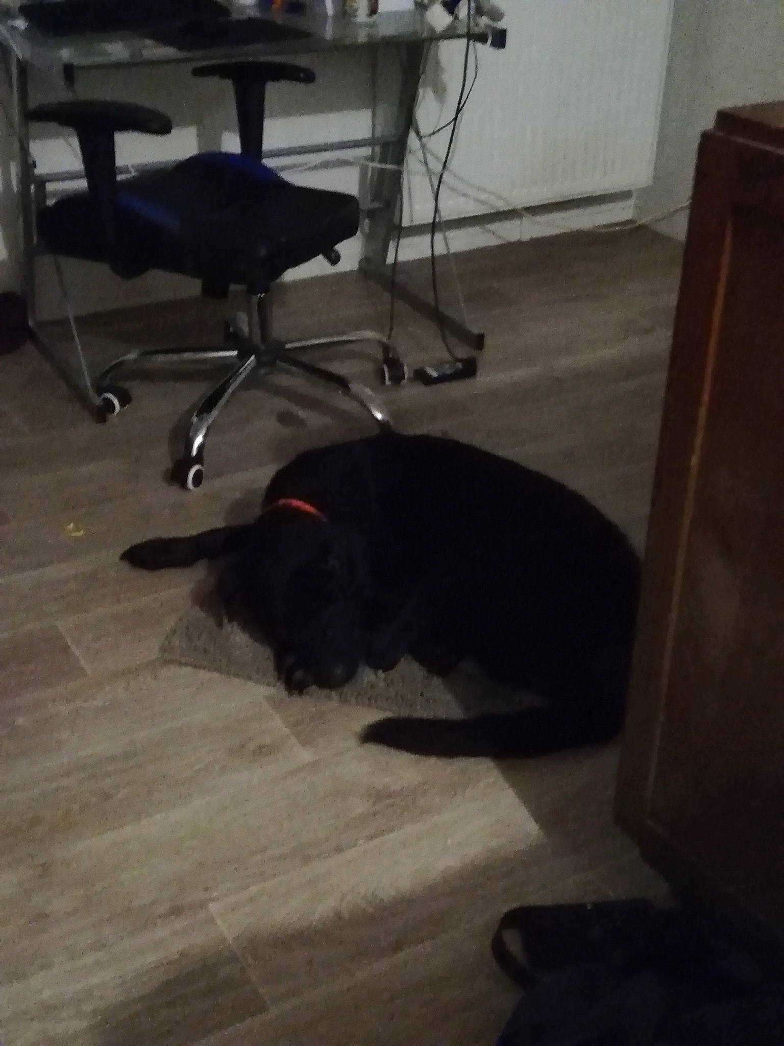 Fifille participe au concours pour gagner de l'argent avec cette photo : black, carnivore, desk, dog, dog_breed, floor, flooring, fur, hardwood, laminate_flooring, office_chair, plywood, room, tail, tile, tile_flooring, varnish, wood, wood_flooring, wood_stain