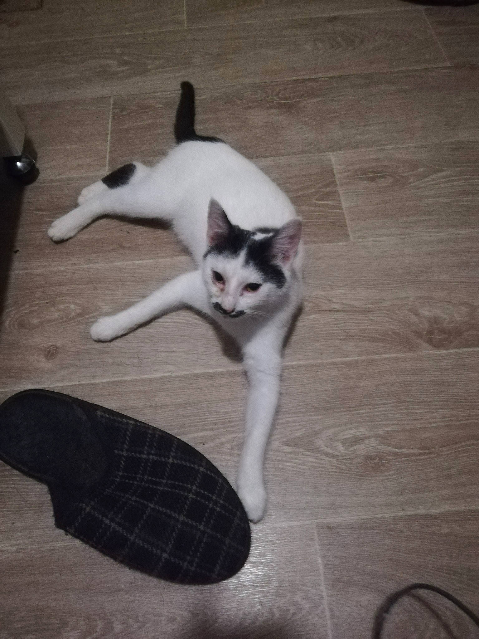 Croquette a rejoint le concours — aidez-le/la à gagner de superbes lots ! carnivore, cat, domestic_short_haired_cat, felidae, floor, flooring, fur, hardwood, laminate_flooring, paw, shadow, small_to_medium_sized_cats, tail, vertebrate, whiskers, wood_flooring