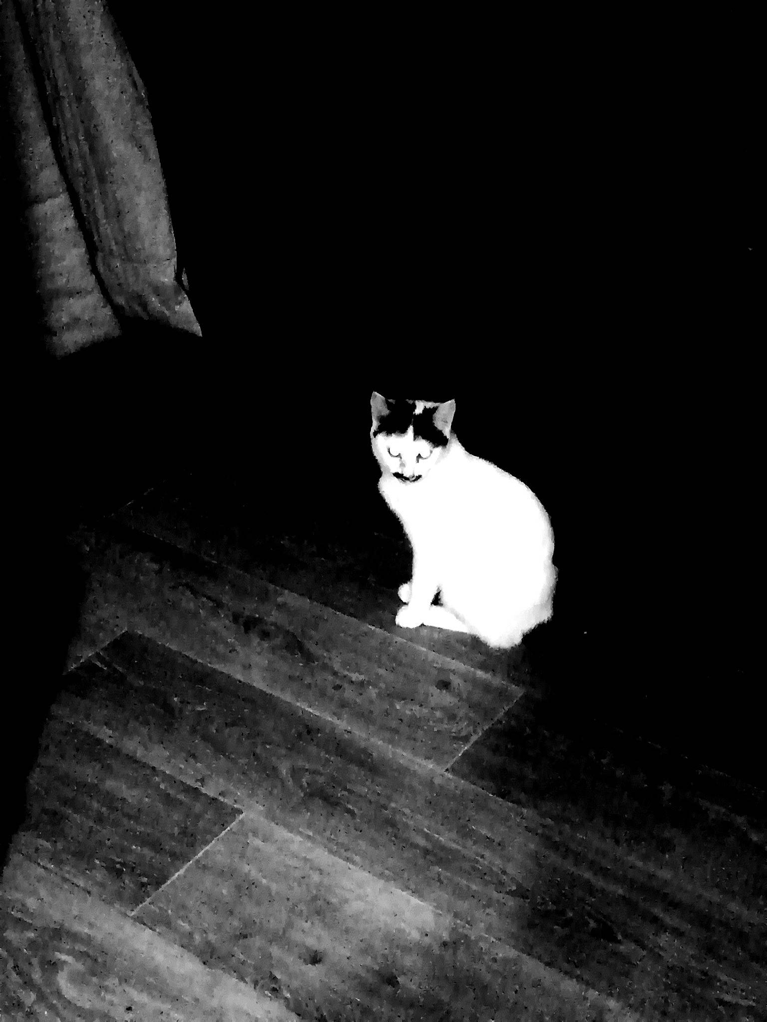 Croquette a rejoint le concours — aidez-le/la à gagner de superbes lots ! black, black_and_white, carnivore, cat, domestic_short_haired_cat, felidae, floor, flooring, fur, hardwood, laminate_flooring, monochrome, monochrome_photography, plank, small_to_medium_sized_cats, snout, tail, whiskers, wood, wood_flooring