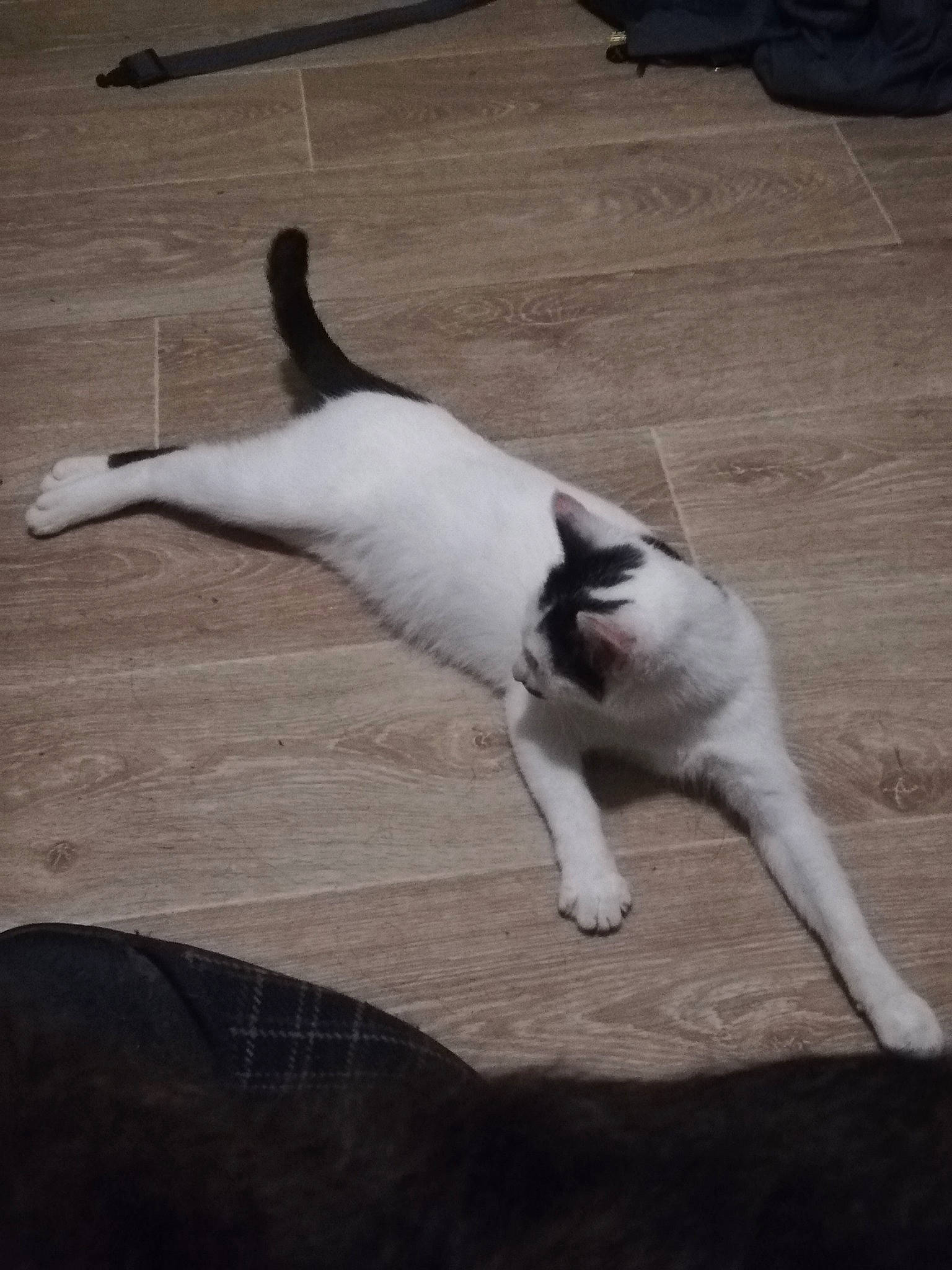 Croquette a rejoint le concours — aidez-le/la à gagner de superbes lots ! carnivore, cat, domestic_short_haired_cat, felidae, floor, flooring, foot, fur, laminate_flooring, mammal, paw, small_to_medium_sized_cats, snout, tail, terrestrial_animal, vertebrate, whiskers, wood_flooring