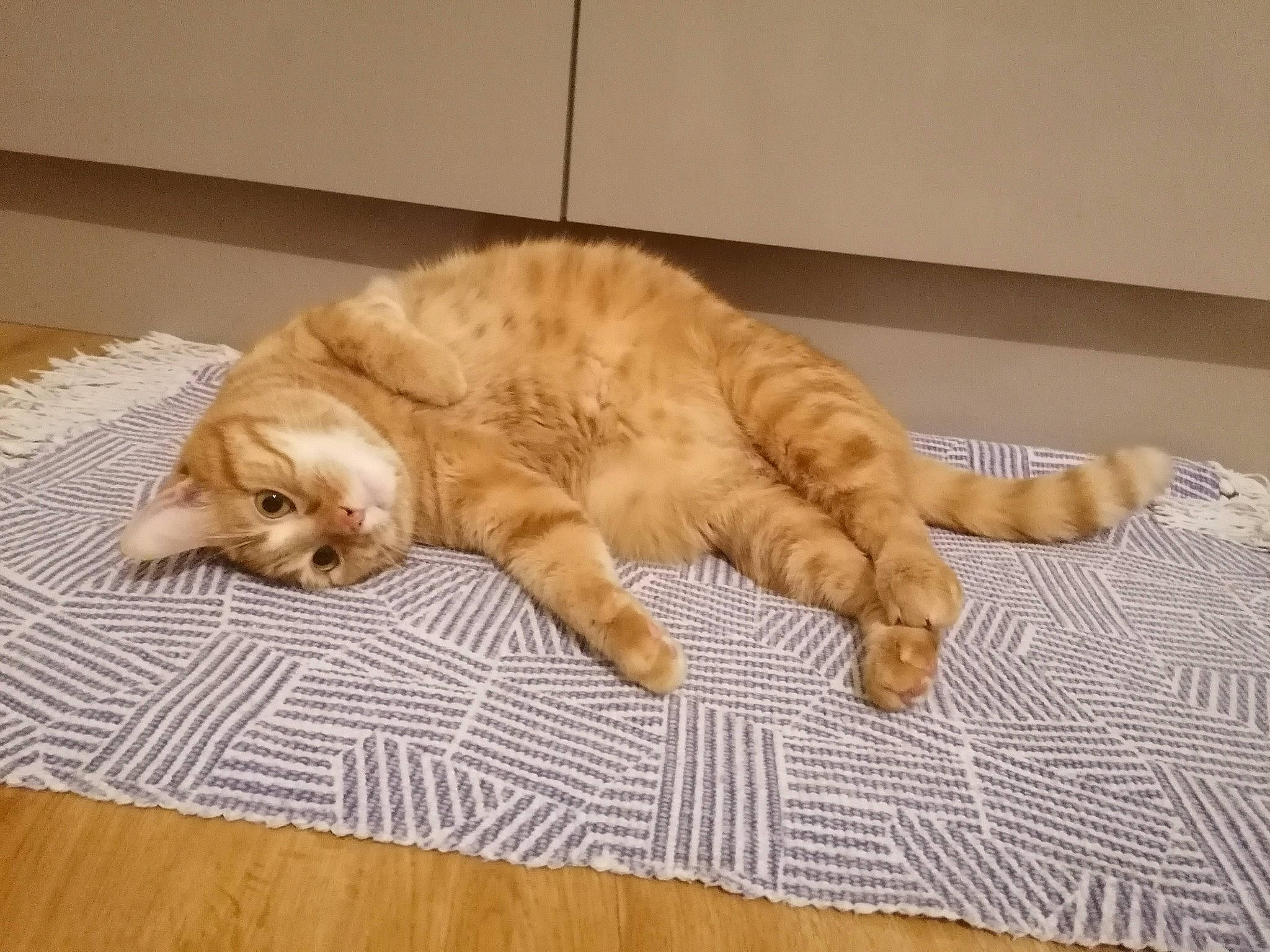 Persyl a rejoint le concours — aidez-le/la à gagner de superbes lots ! australian_mist, carnivore, cat, domestic_short_haired_cat, european_shorthair, fawn, felidae, floor, flooring, fur, nap, paw, scottish_fold, sleep, small_to_medium_sized_cats, snout, tabby_cat, tail, whiskers, wood