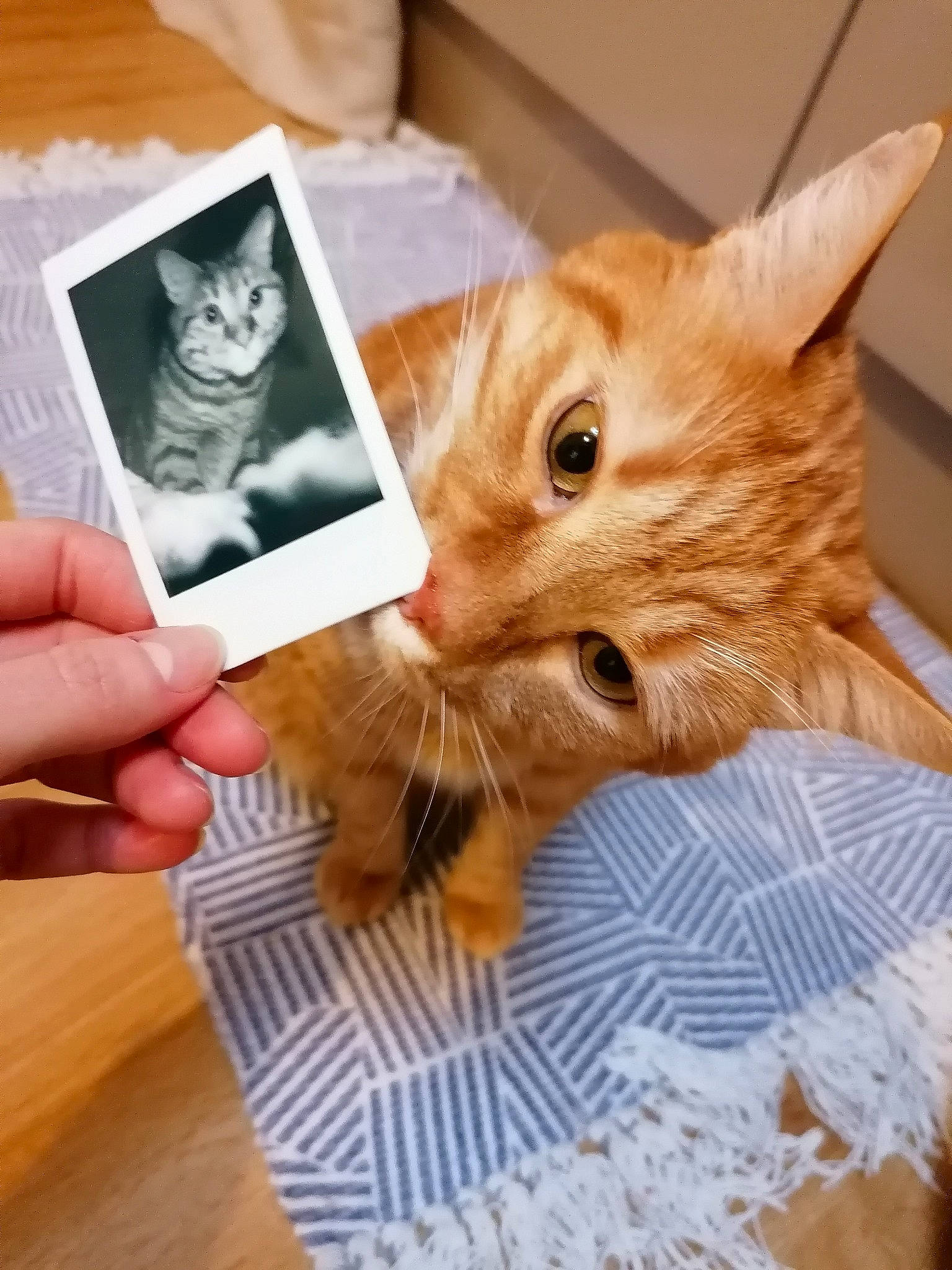 Persyl participe au concours pour gagner de l'argent avec cette photo : american_shorthair, asian, carnivore, cat, domestic_short_haired_cat, ear, european_shorthair, fawn, felidae, fur, german_rex, gesture, hand, kitten, paw, polydactyl_cat, small_to_medium_sized_cats, tabby_cat, whiskers, wood