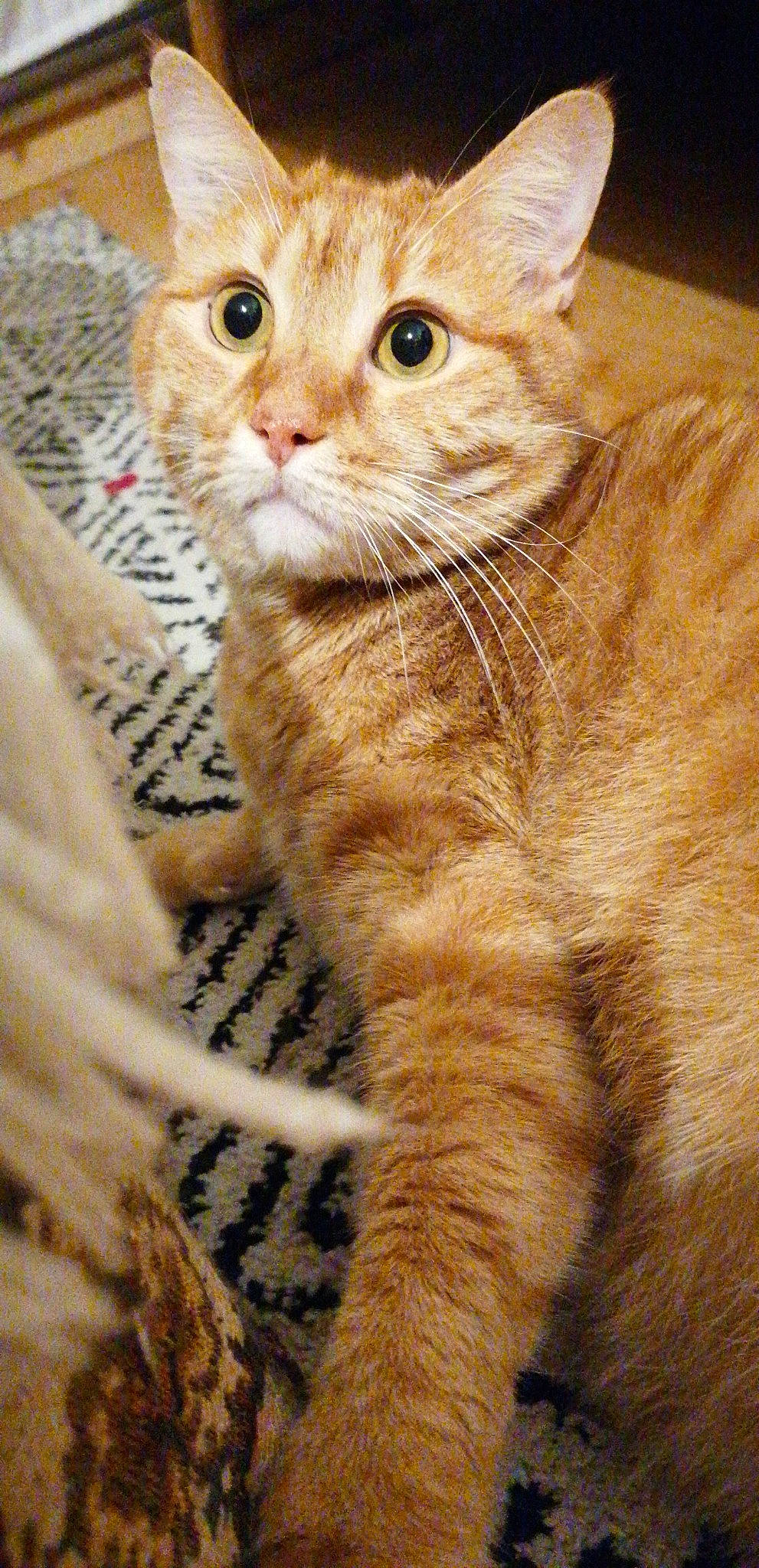 Persyl participe au concours pour gagner de l'argent avec cette photo : aegean_cat, american_shorthair, american_wirehair, arabian_mau, asian, australian_mist, carnivore, cat, domestic_short_haired_cat, european_shorthair, fawn, felidae, kitten, mammal, polydactyl_cat, small_to_medium_sized_cats, snout, tabby_cat, vertebrate, whiskers