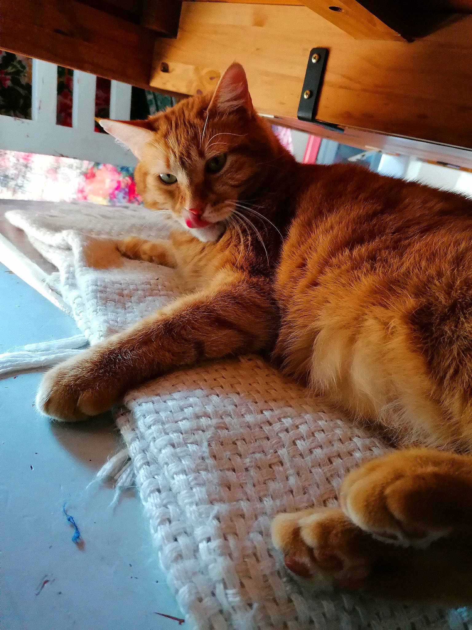 Persyl a rejoint le concours — aidez-le/la à gagner de superbes lots ! aegean_cat, carnivore, cat, claw, domestic_short_haired_cat, dragon_li, european_shorthair, eye, felidae, fur, kitten, leg, paw, polydactyl_cat, small_to_medium_sized_cats, somali, tabby_cat, tail, whiskers, wood