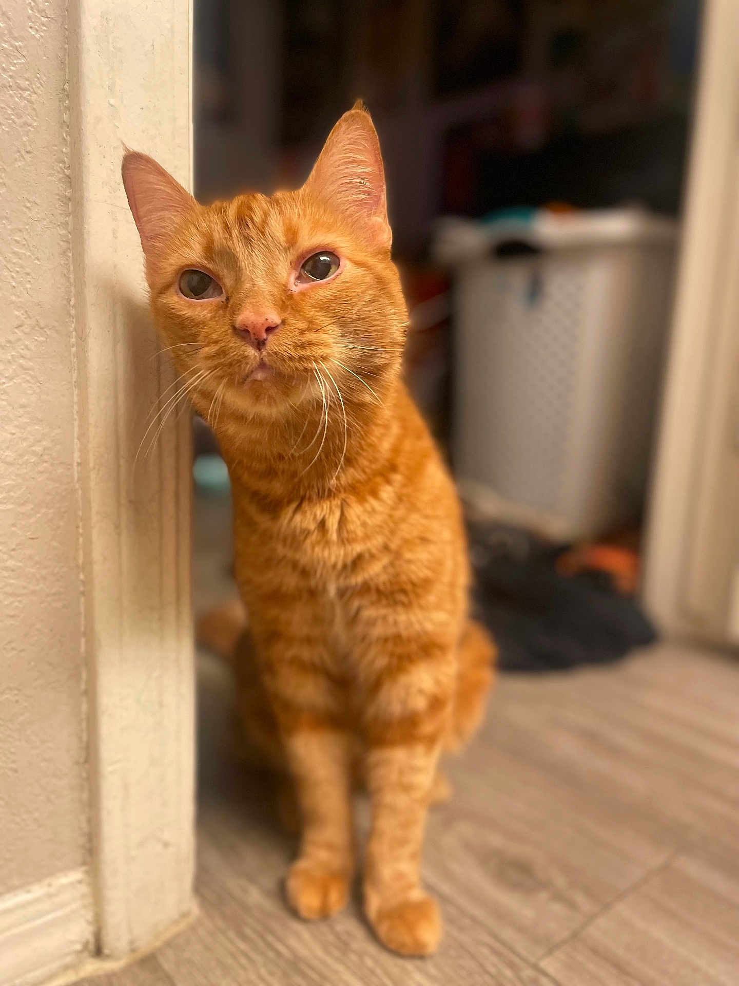 Leroy Jenkins joined the competition — help win amazing prizes! cat, ginger_cat, pet, indoor, curious, whiskers, fur, floor, wooden_floor, blurred_background, household, domestic, mammal, cute, animal, feline, portrait, sitting, orange, closeup