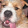 dog, close_up, tongue_out, happy, pet, fur, muzzle, animal, canine, playful, cute, portrait, face, whiskers, ears, nose, indoors, expression, tongue, friendly