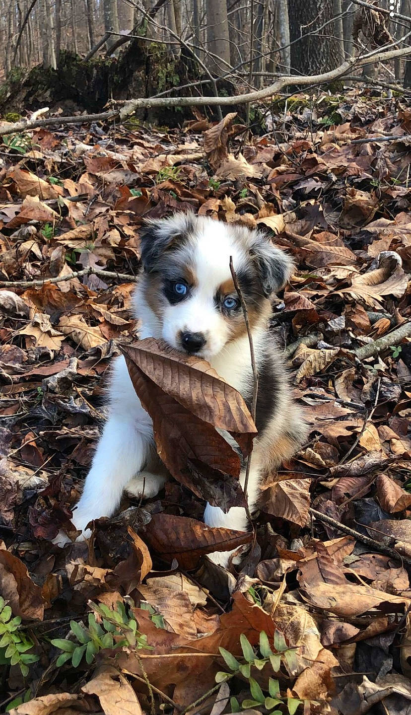 Elsie joined the competition — help win amazing prizes! canidae, carnivore, companion_dog, dog, dog_breed, fawn, fur, grass, plant, puppy, rock, snout, soil, sporting_group, terrestrial_animal, toy_dog, whiskers, wildlife, wood, working_animal