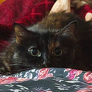 Chloe is registered to the contest to win money with this photo: animal, bed, blanket, cat, closeup, comfort, cozy, curious, cute, ears, eyes, feline, floral_pattern, fluffy, hidden, indoors, pet, resting, soft, whiskers